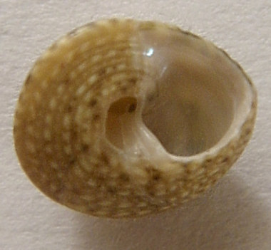 Gibbula leucophaea